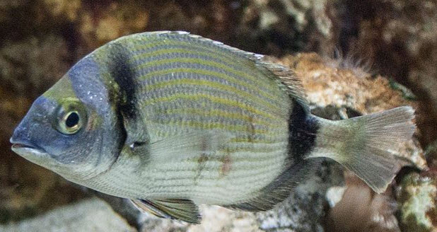 Diplodus annularis_07.jpg